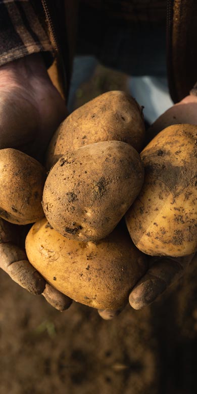 Hände voller Kartoffeln